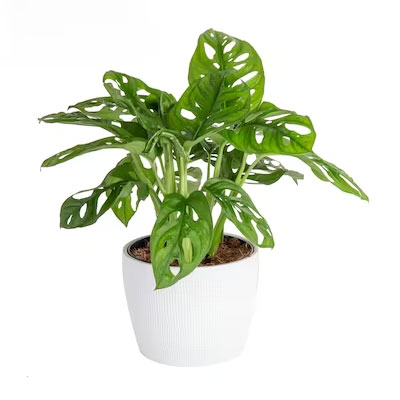 Κοχλιοκτόνα