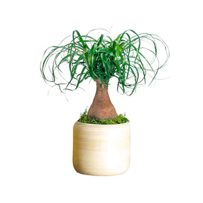 Ζιζανιοκτόνα