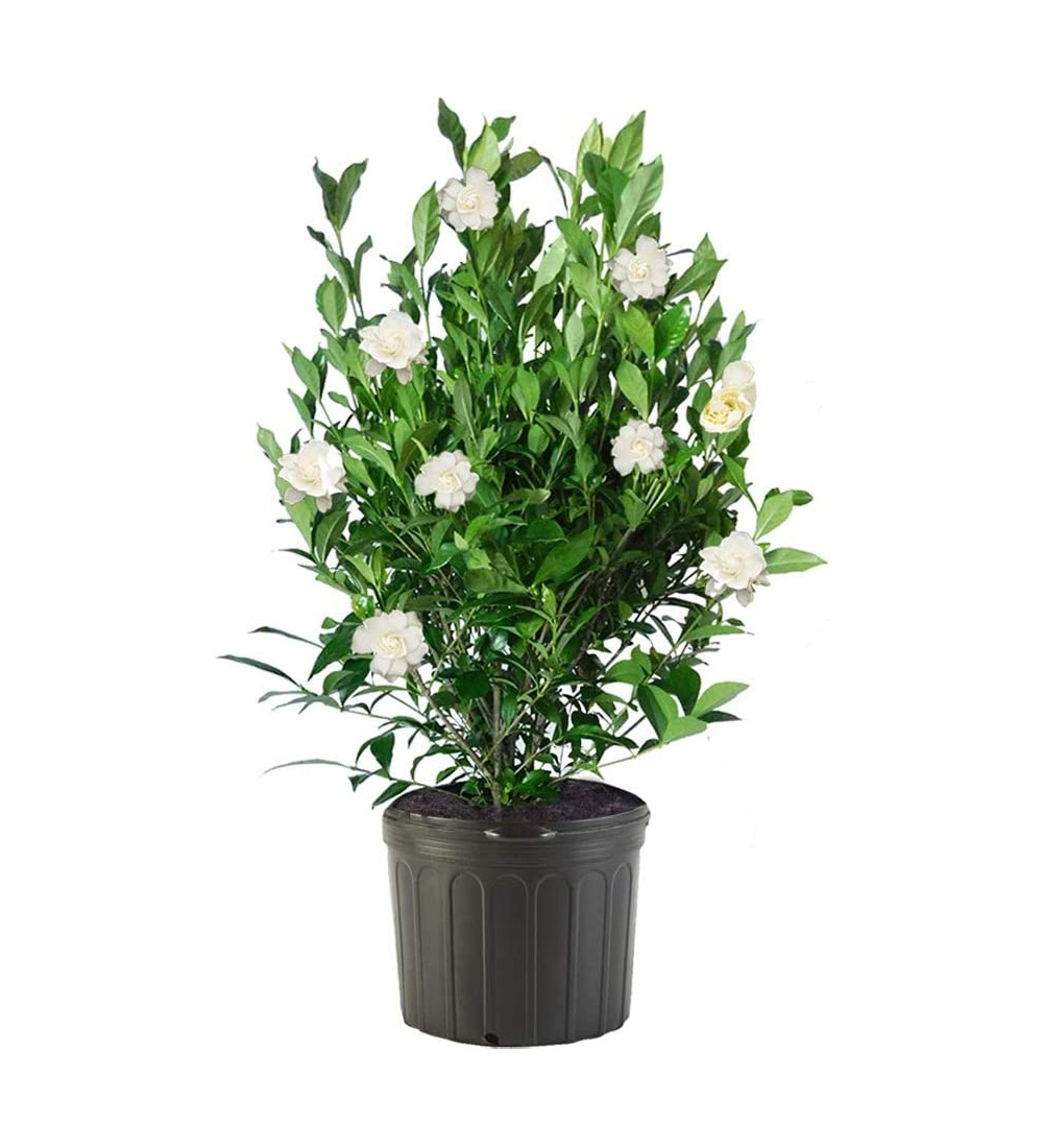 Beautiful Indoor Plant