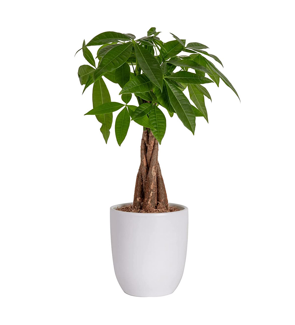 Outdoor Green Beauty